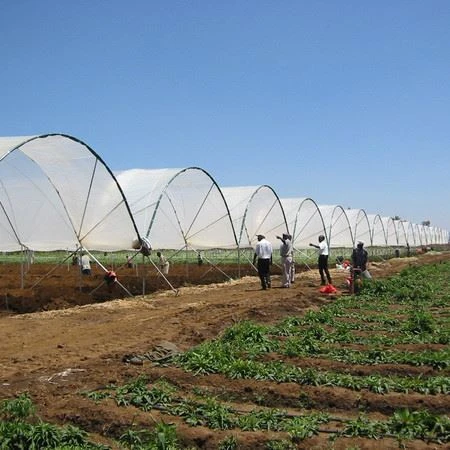 greenhouse (35)